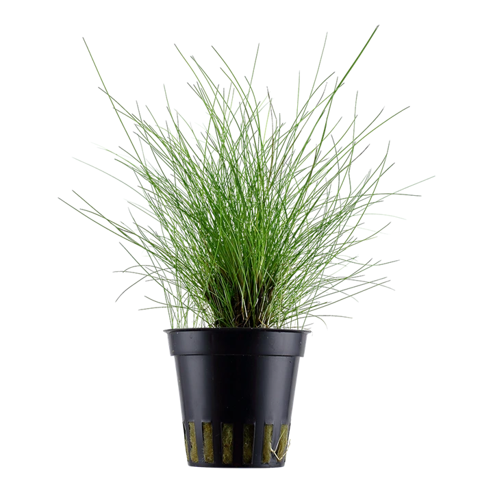 Tropica Akvarieplante ipotte Eleocharis parvula